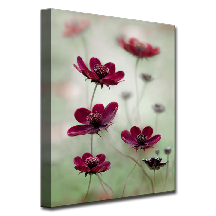 Cosmos Sway' Wrapped Canvas Wall Art
