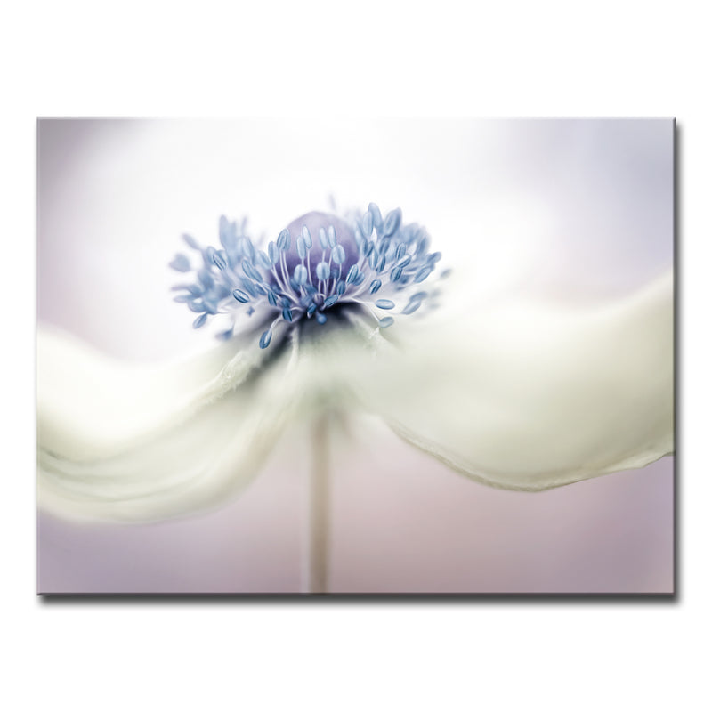 Anemone' Wrapped Canvas Wall Art