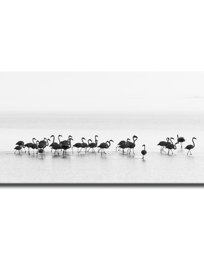 Flamingos' Wrapped Canvas Wall Art