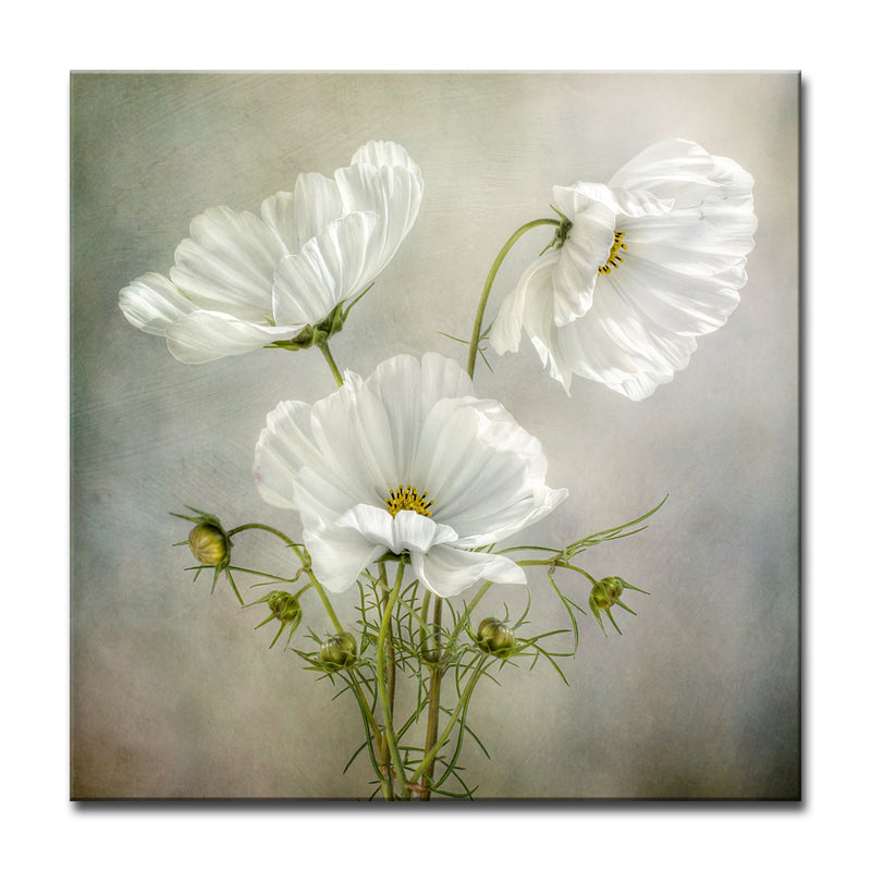 Cosmos Charm' Wrapped Canvas Wall Art