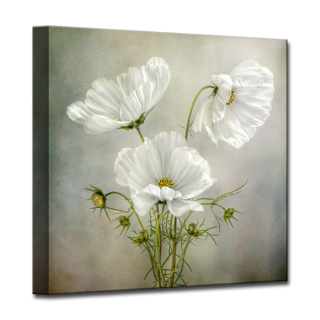 Cosmos Charm' Wrapped Canvas Wall Art