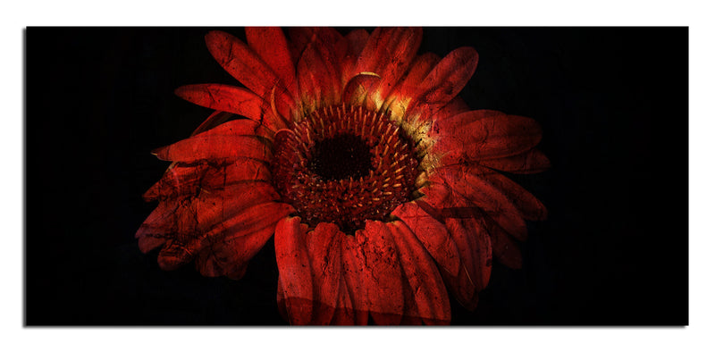Daisy in Red' Wrapped Canvas Wall Art