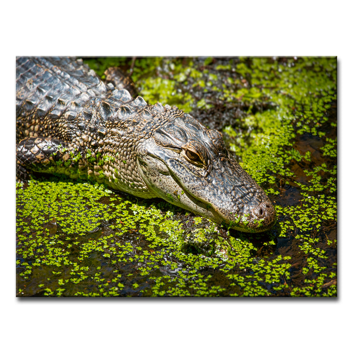 Bask' Wrapped Canvas Wall Art