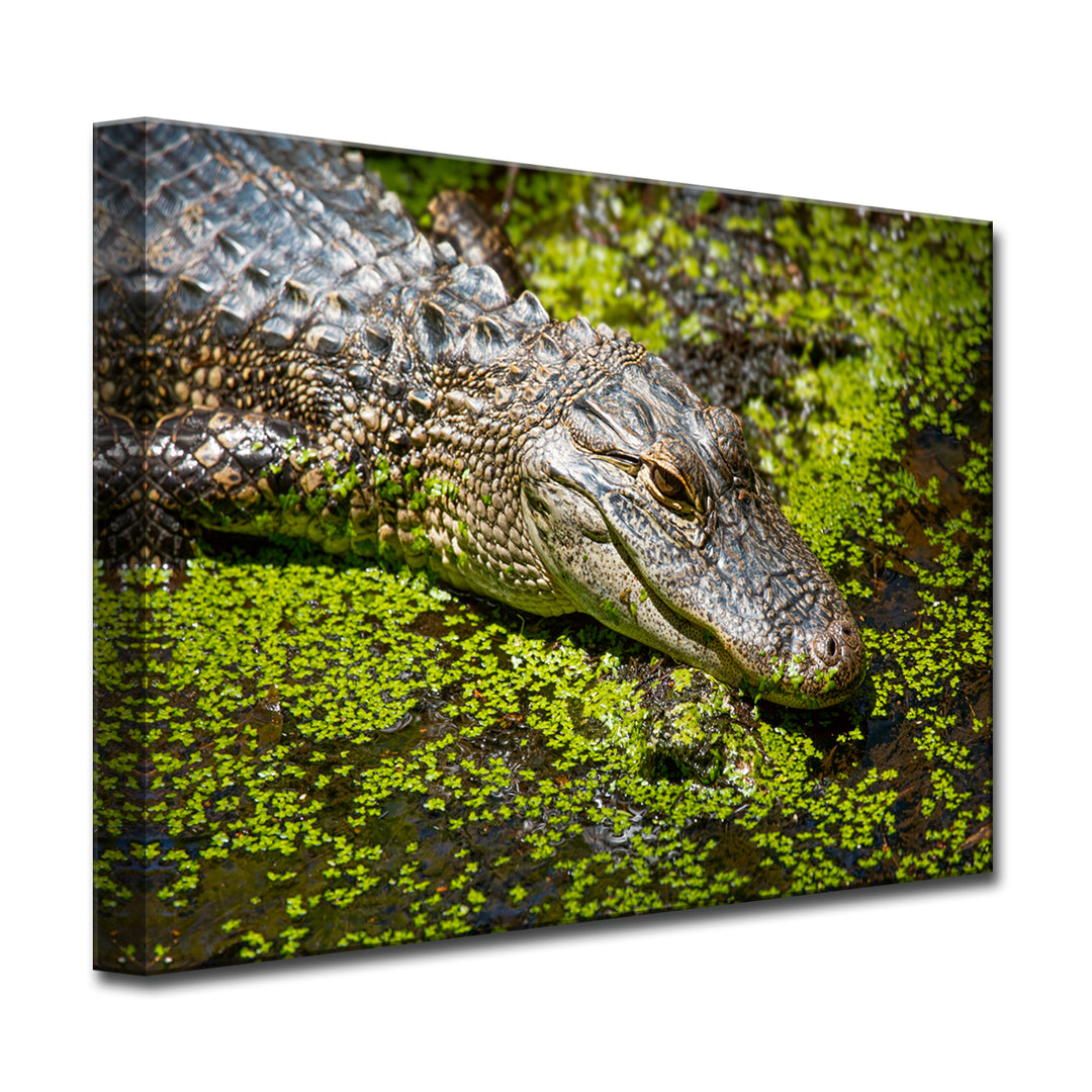 Bask' Wrapped Canvas Wall Art