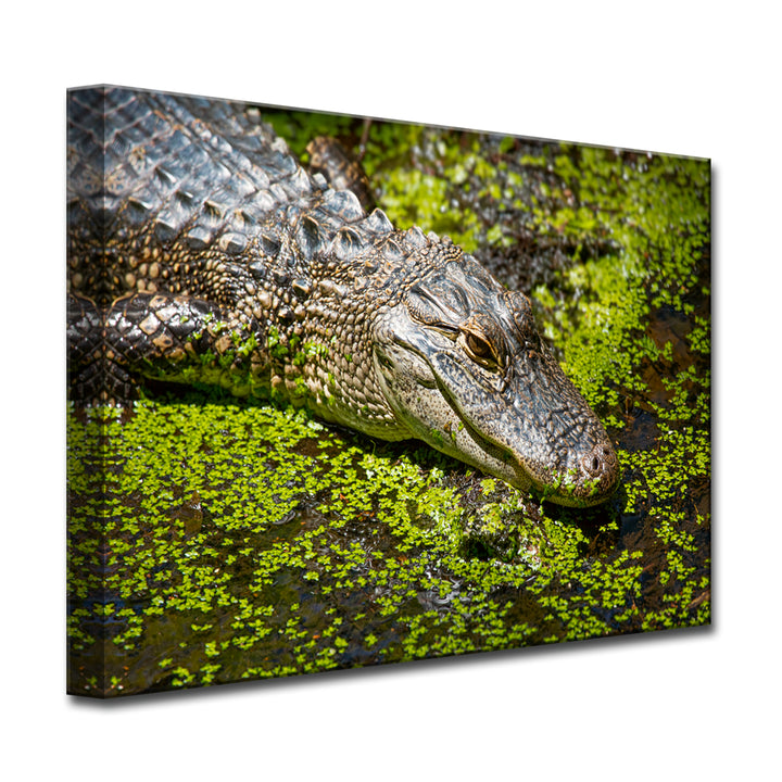 Bask' Wrapped Canvas Wall Art