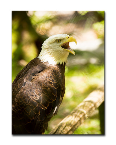 Resounding Call' Wrapped Canvas Wall Art