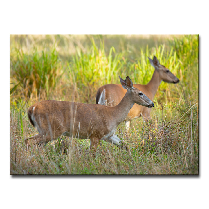 Paired Grace' Wrapped Canvas Wall Art