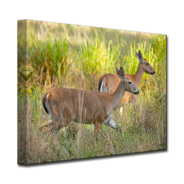 Paired Grace' Wrapped Canvas Wall Art