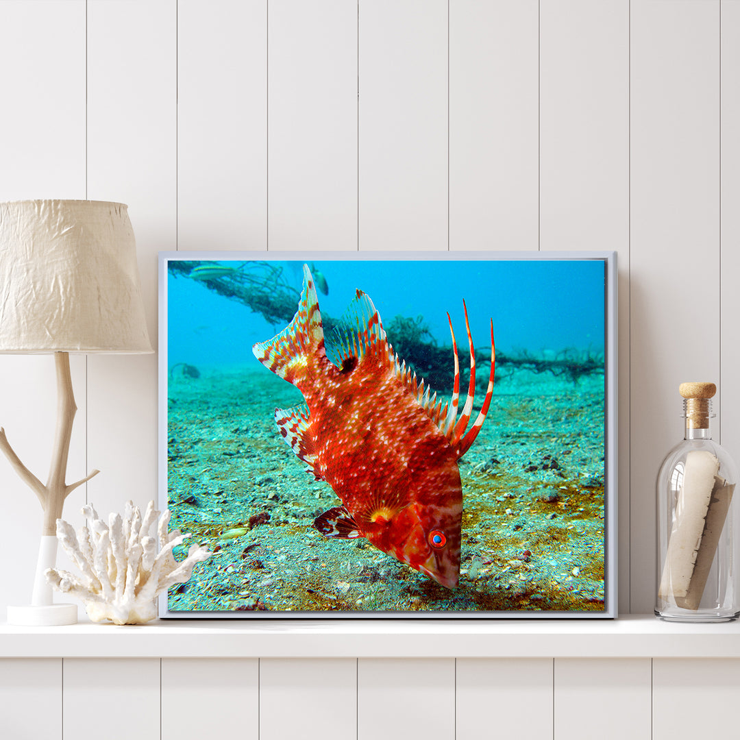'Sealife' Framed Canvas Wall Art