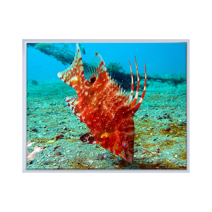 'Sealife' Framed Canvas Wall Art