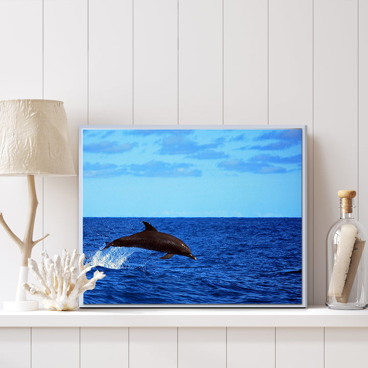 'Dolphin' Framed Canvas Wall Art