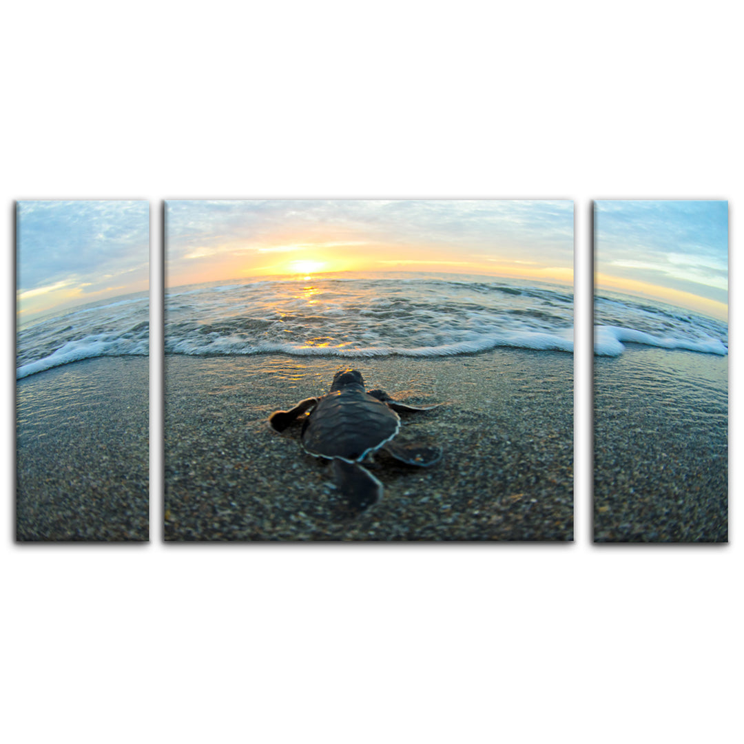 'Turtle' 3-Piece Wrapped Canvas Wall Art Set