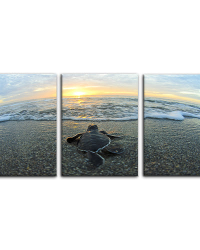 Turtle' 3-Piece Wrapped Canvas Wall Art Set