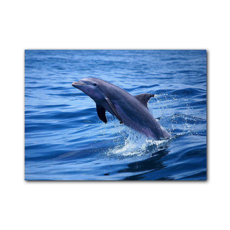 'Dolphin' Wrapped Canvas Wall Art