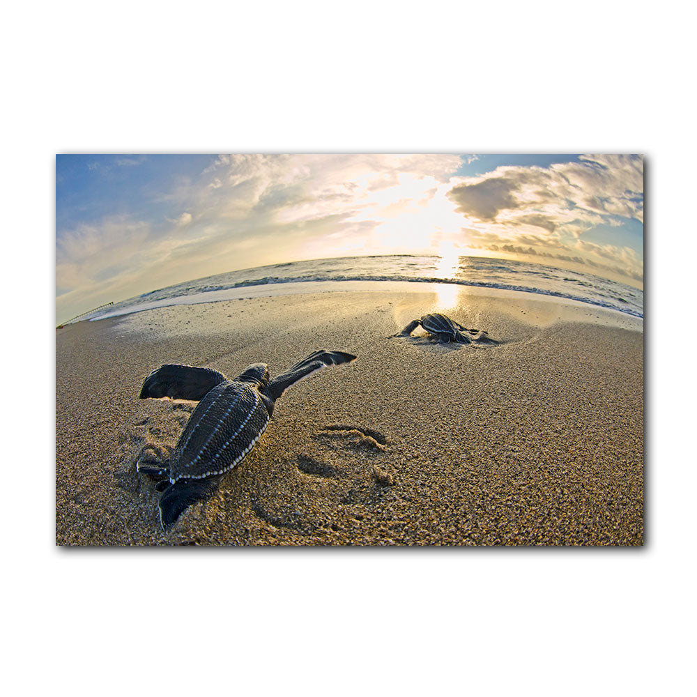 'Leatherback' Wrapped Canvas Sea Turtle Wildlife Wall Art – Ready2HangArt