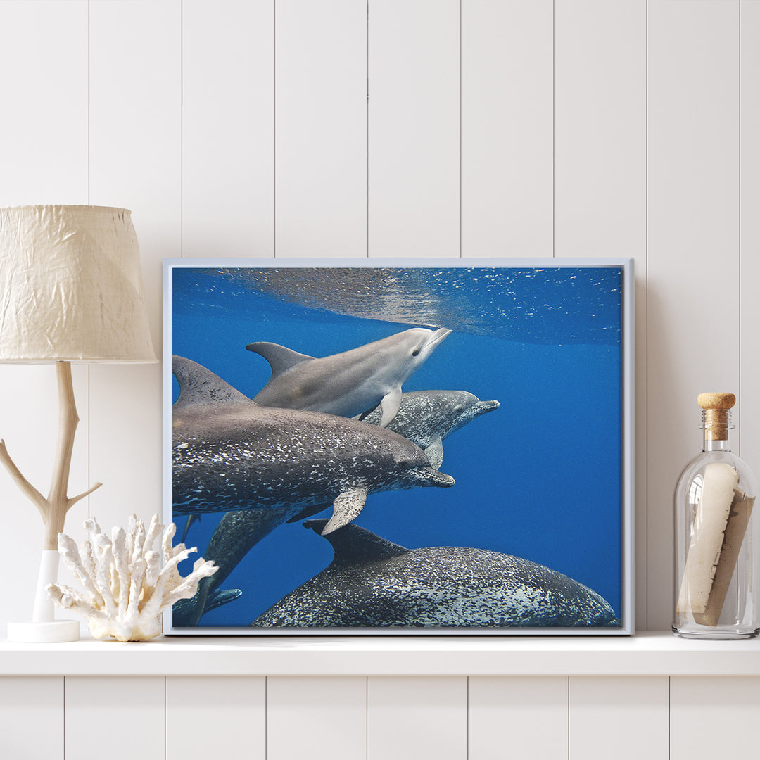 'Dolphin' Framed Canvas Wall Art