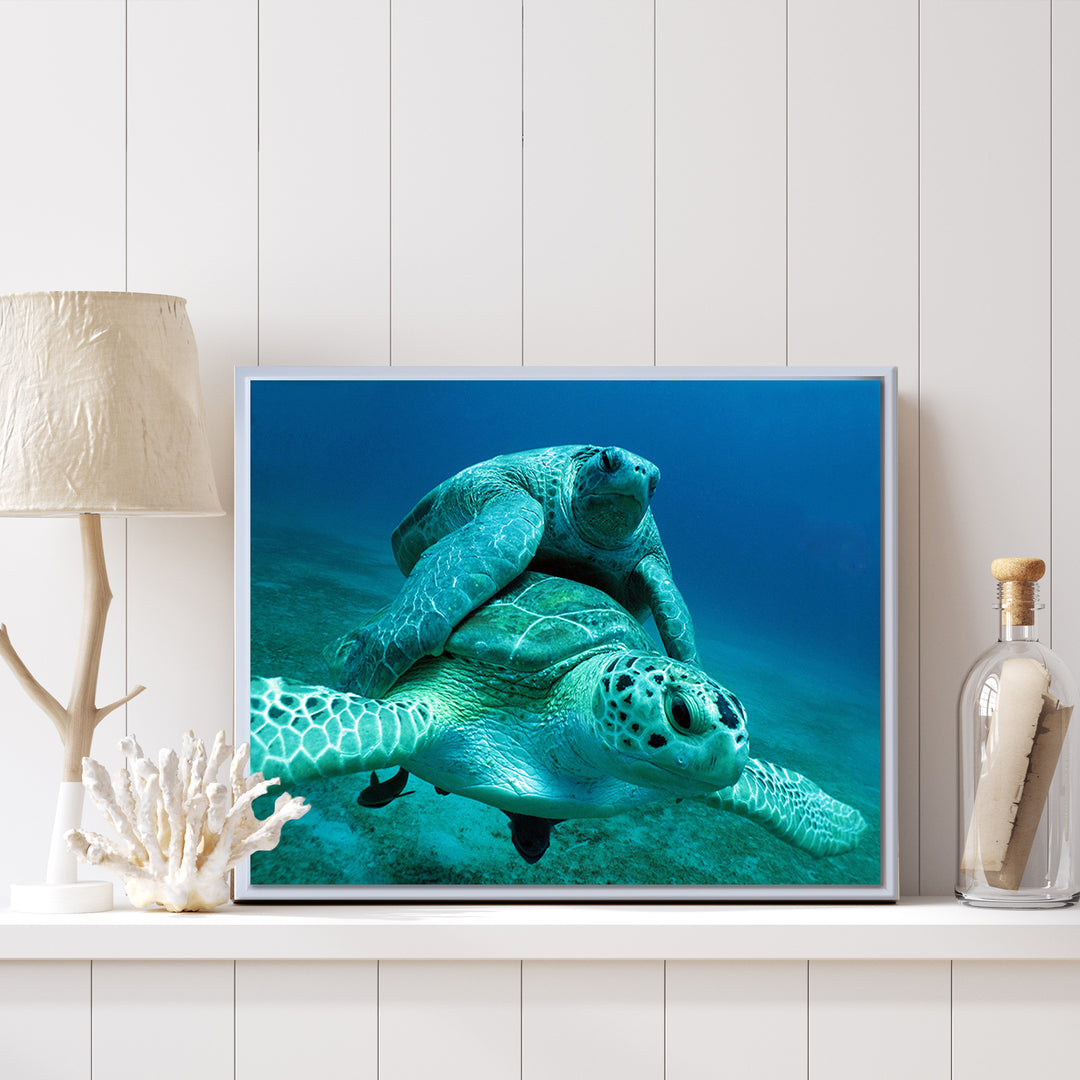 'Turtle' Framed Canvas Wall Art