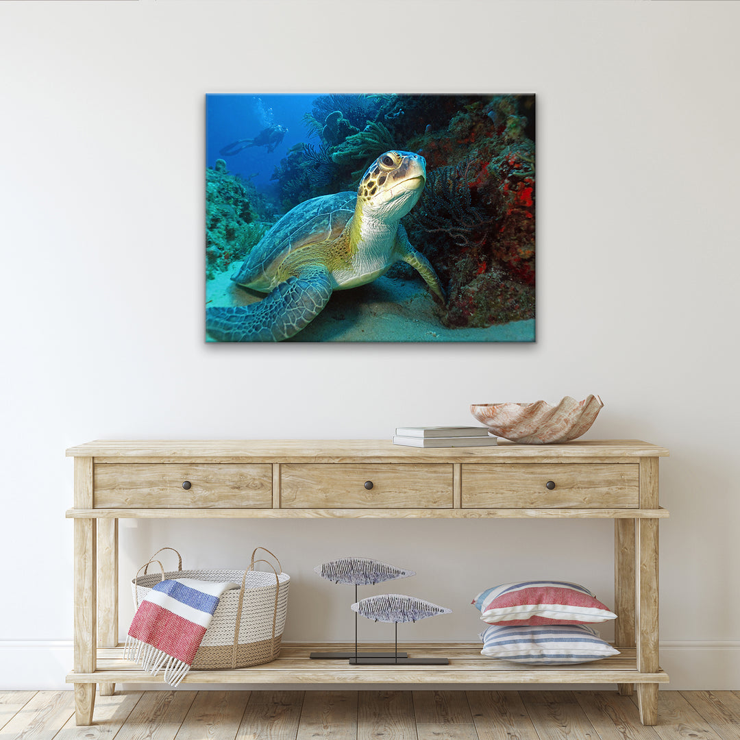 'Turtle' Wrapped Canvas Wall Art