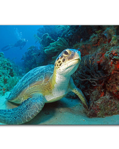 'Turtle' Wrapped Canvas Wall Art