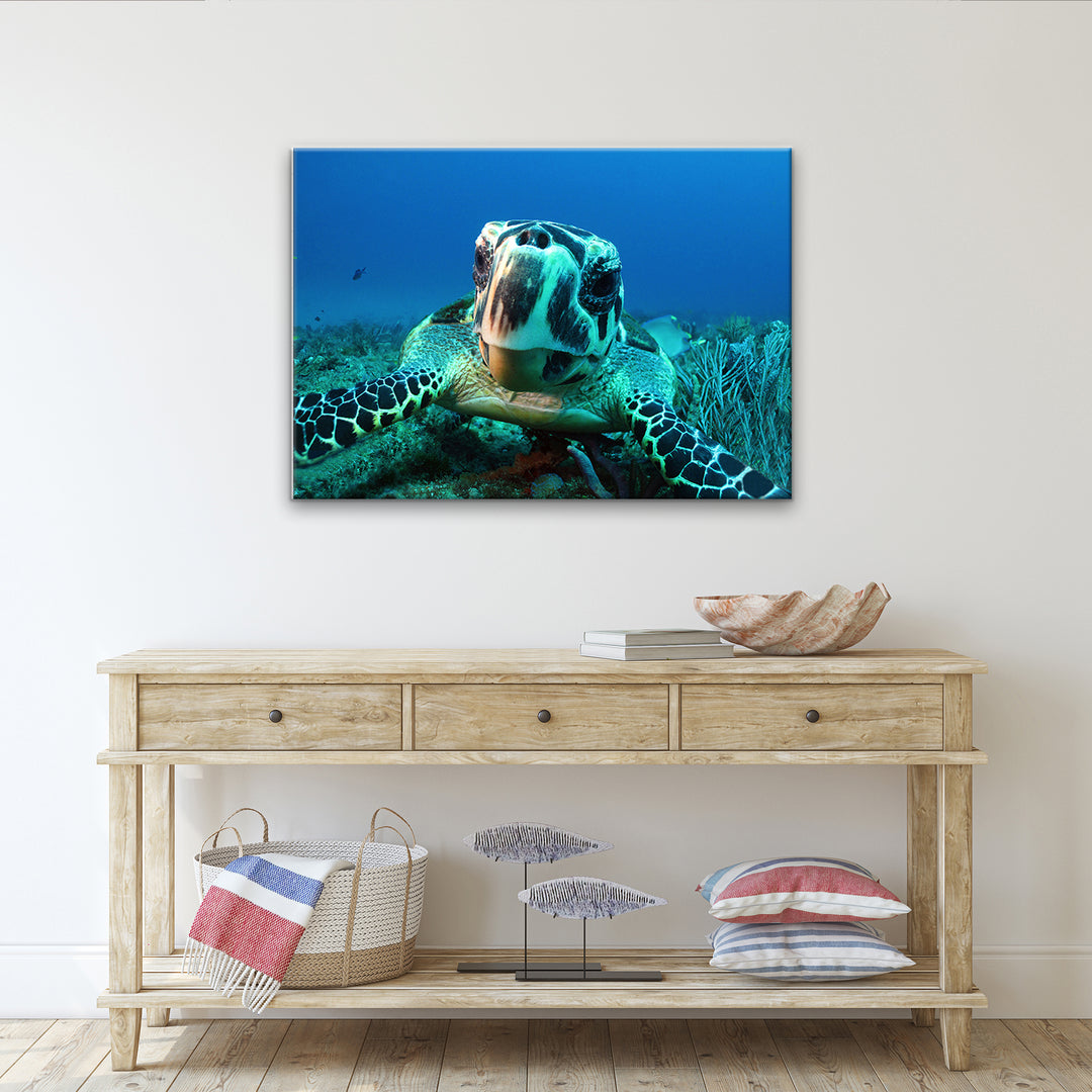 'Turtle' Wrapped Canvas Wall Art