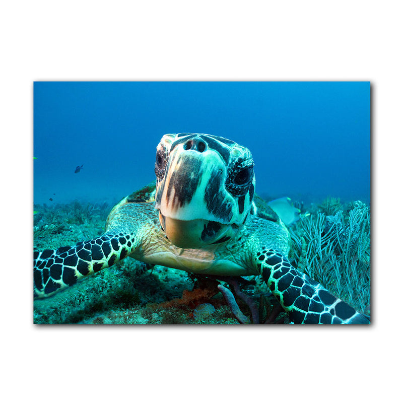 'Turtle' Wrapped Canvas Wall Art