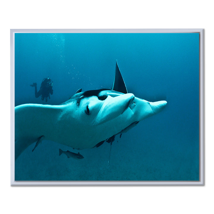 'Ray' Framed Canvas Wall Art