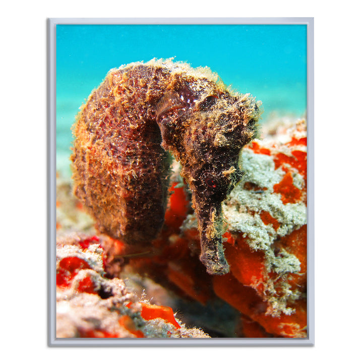 'Seahorse' Framed Canvas Wall Art
