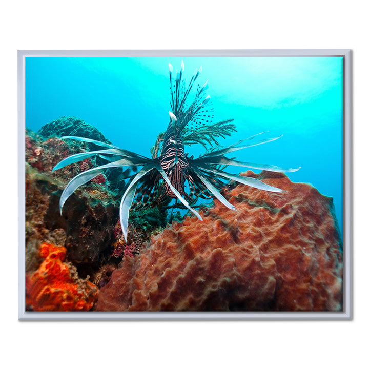 'Underwater' Framed Canvas Wall Art
