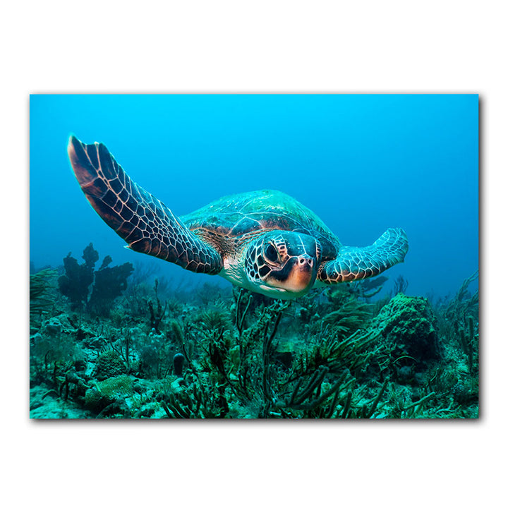 'Turtle' Wrapped Canvas Wall Art