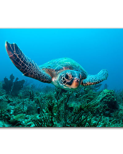 'Turtle' Wrapped Canvas Wall Art