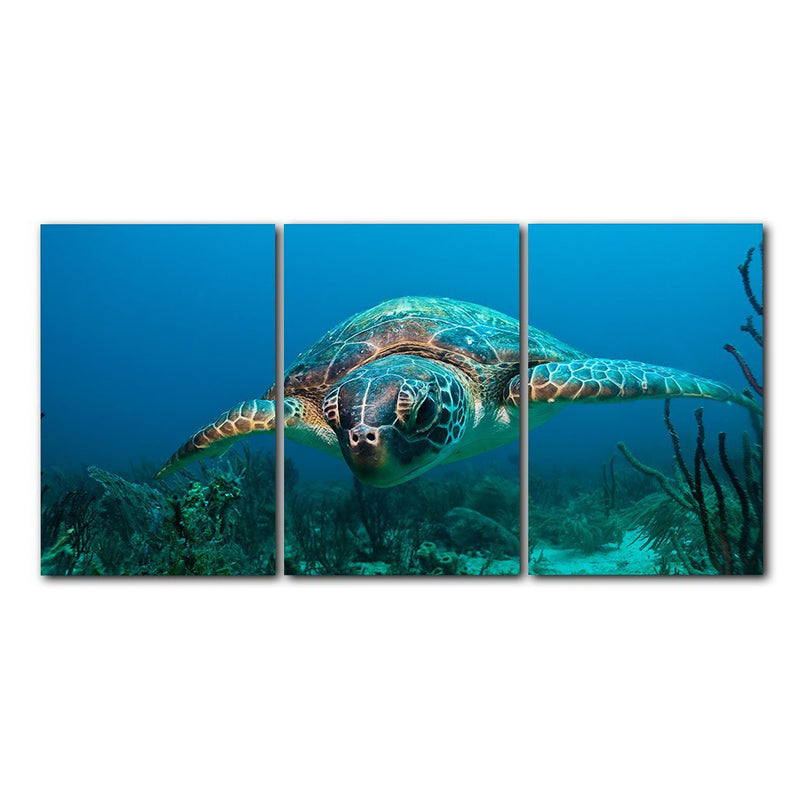 'Turtle' 3-Piece Wrapped Canvas Wall Art Set
