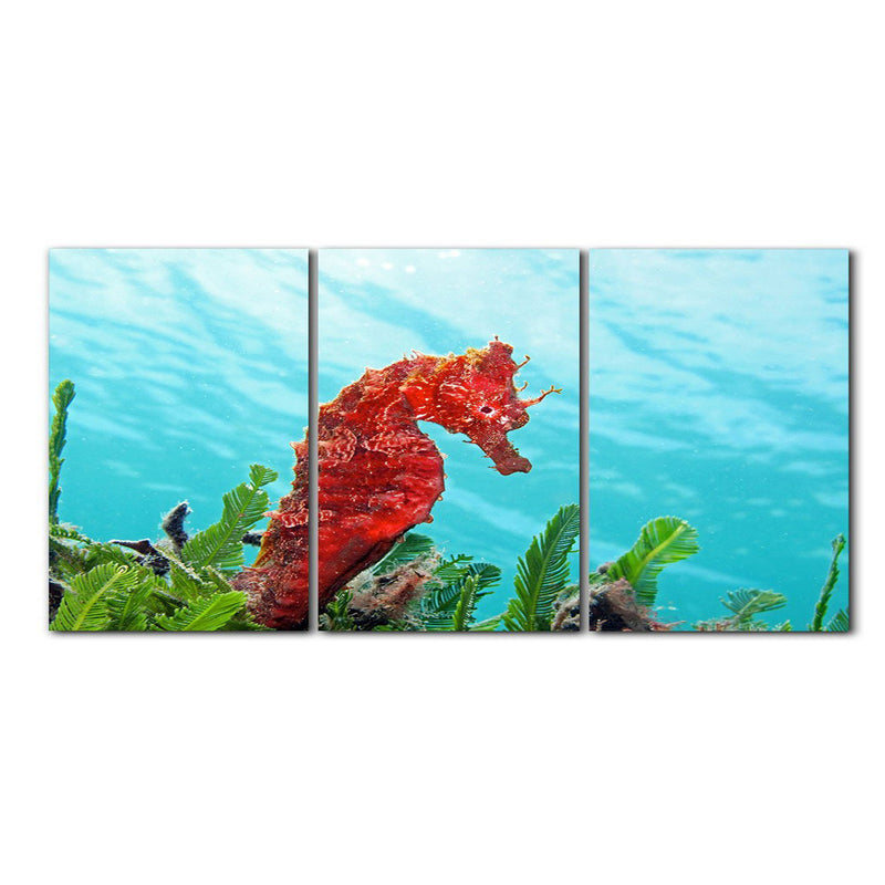 'Seahorse' 3-Piece Wrapped Canvas Wall Art Set