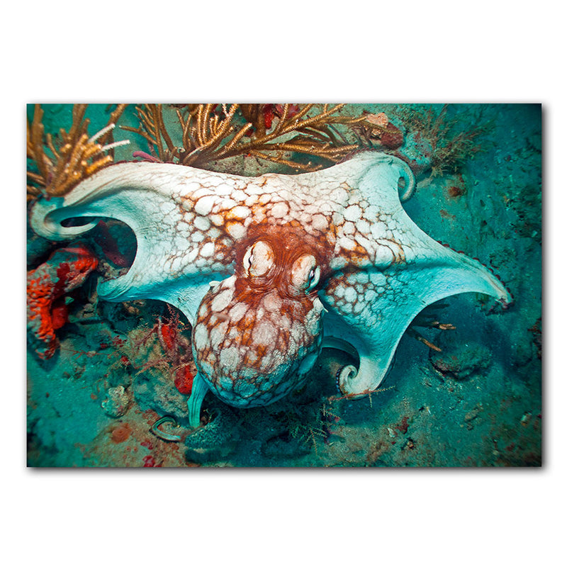 'Octopus' Wrapped Canvas Wall Art
