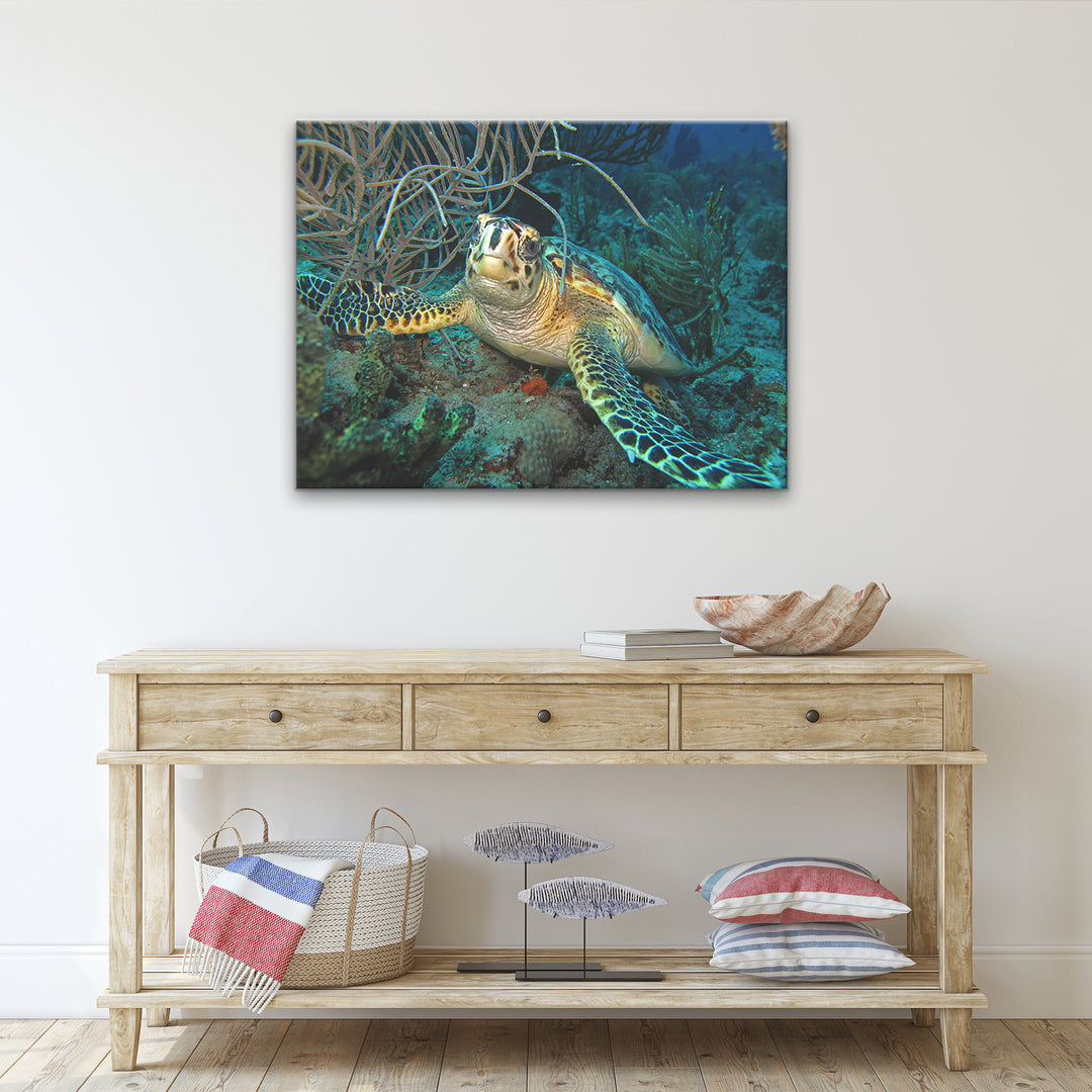 'Turtle' Wrapped Canvas Wall Art