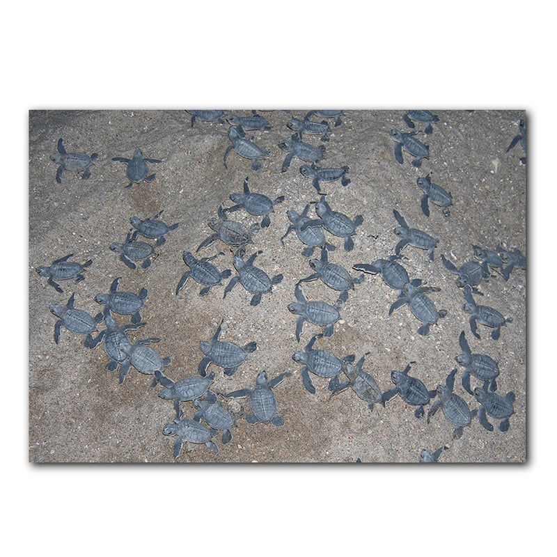 'Turtle Hatchlings' Wrapped Canvas Wall Art