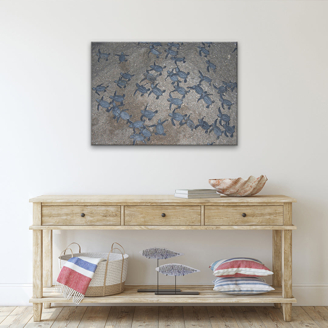 'Turtle Hatchlings' Wrapped Canvas Wall Art