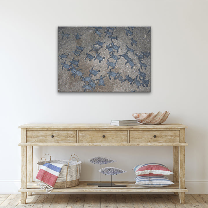 'Turtle Hatchlings' Wrapped Canvas Wall Art