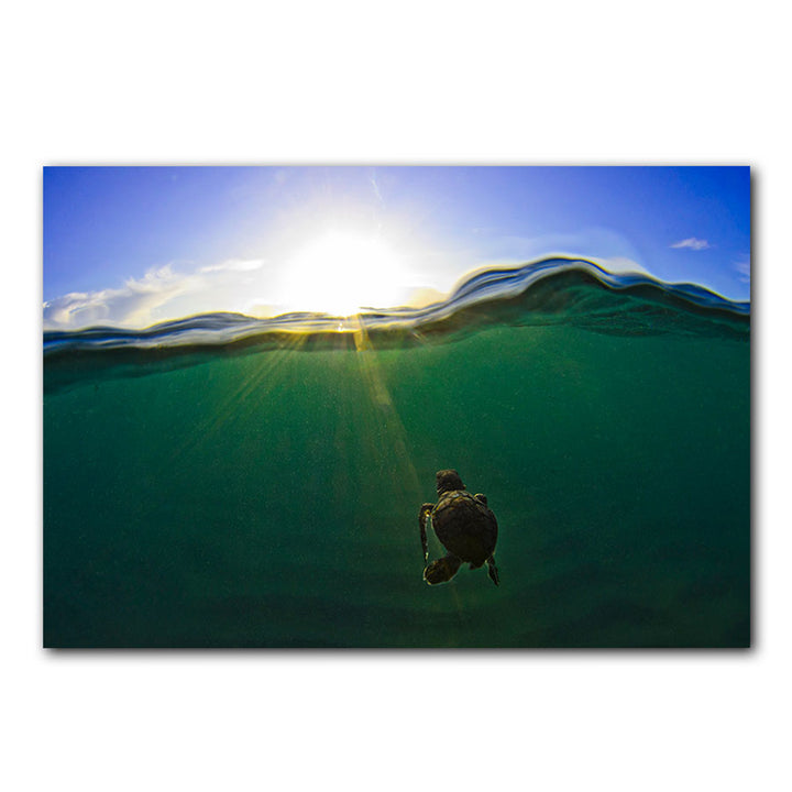 'Turtle Green Splitch Hatch' Wrapped Canvas Wall Art
