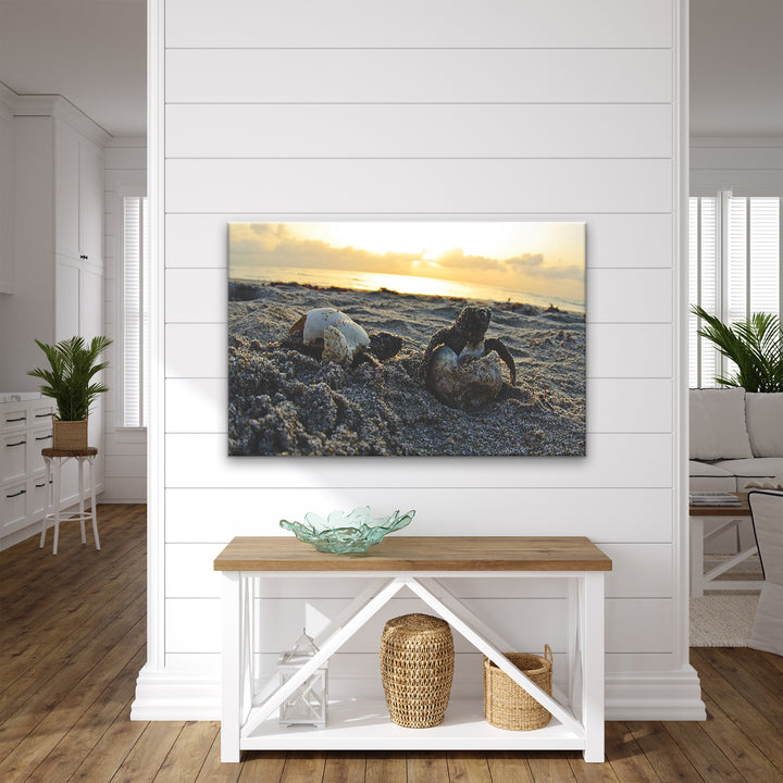'Loggerhead Eggs Hatchling' Wrapped Canvas Wall Art