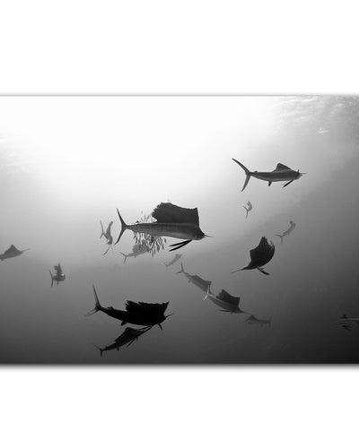 'Sailfish' Wrapped Canvas Wall Art
