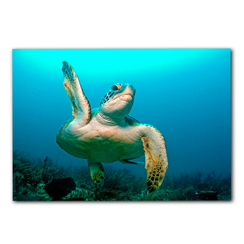 'Turtle High Five' Wrapped Canvas Wall Art