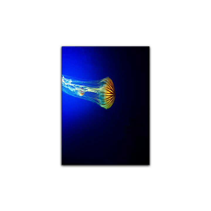 'Iridescent Jelly' Wrapped Canvas Wall Art