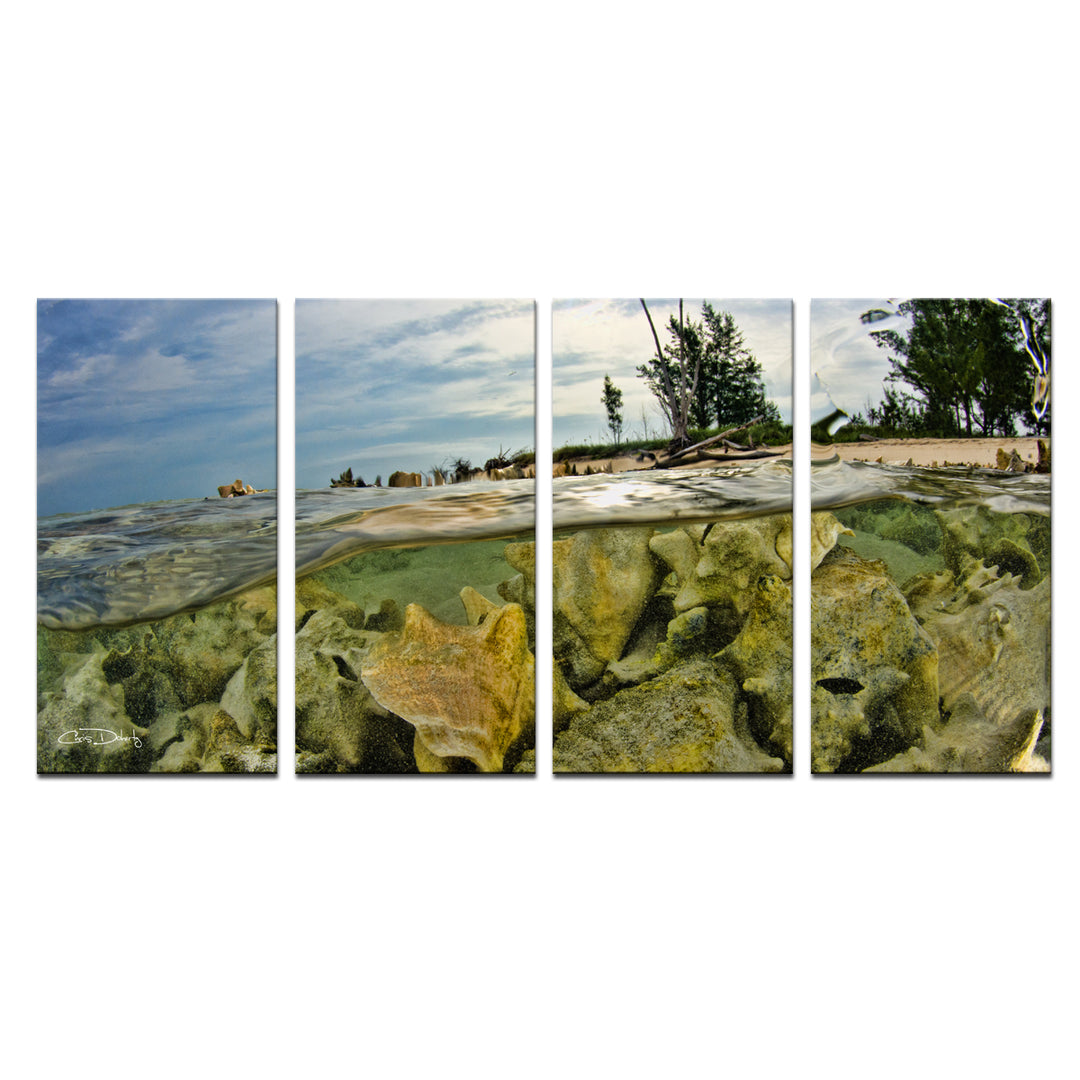 Conch Shells' 4-Piece Wrapped Canvas Wall Art Set - Ready2HangArt