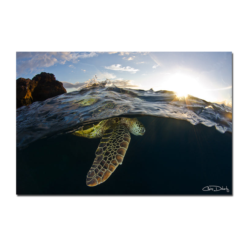 'Sea Turtle' Wrapped Canvas Wall Art