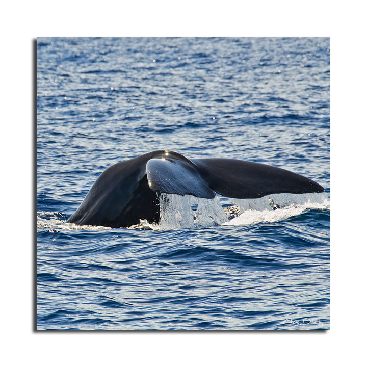 'Whale' Wrapped Canvas Wall Art