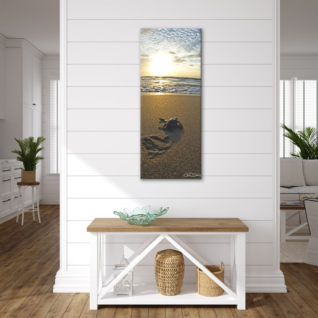 'Baby Sea Turtle' Wrapped Canvas Wall Art