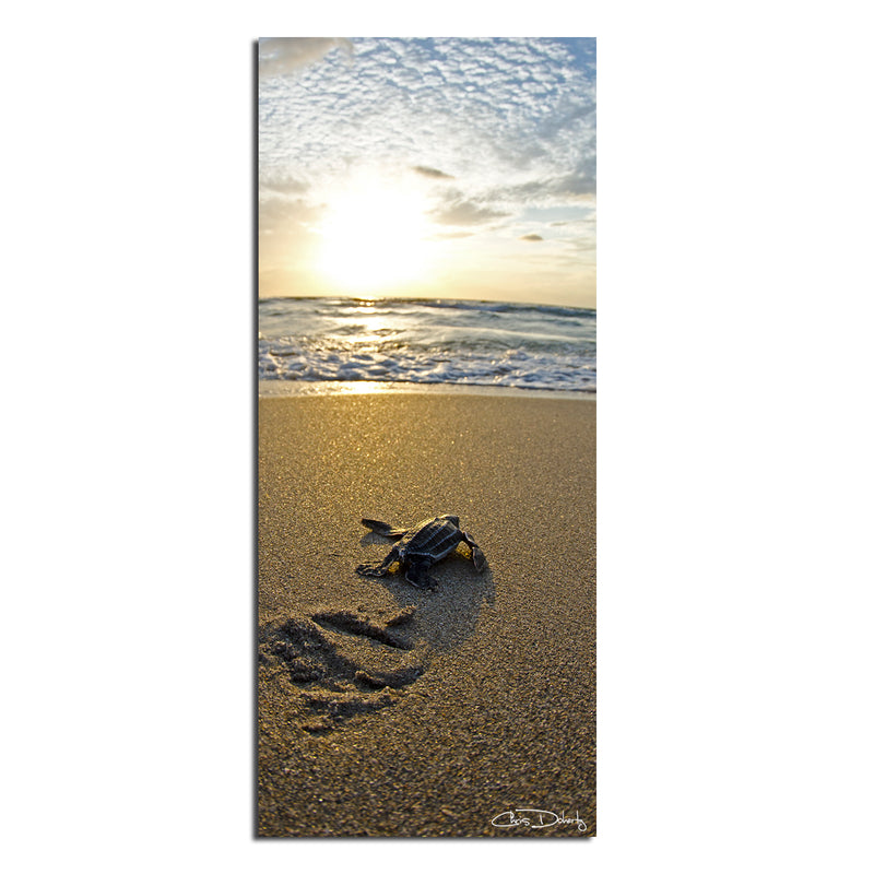 'Baby Sea Turtle' Wrapped Canvas Wall Art