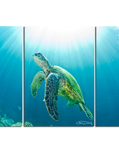 Sea Turtle' 3-Piece Wrapped Canvas Wall Art Set