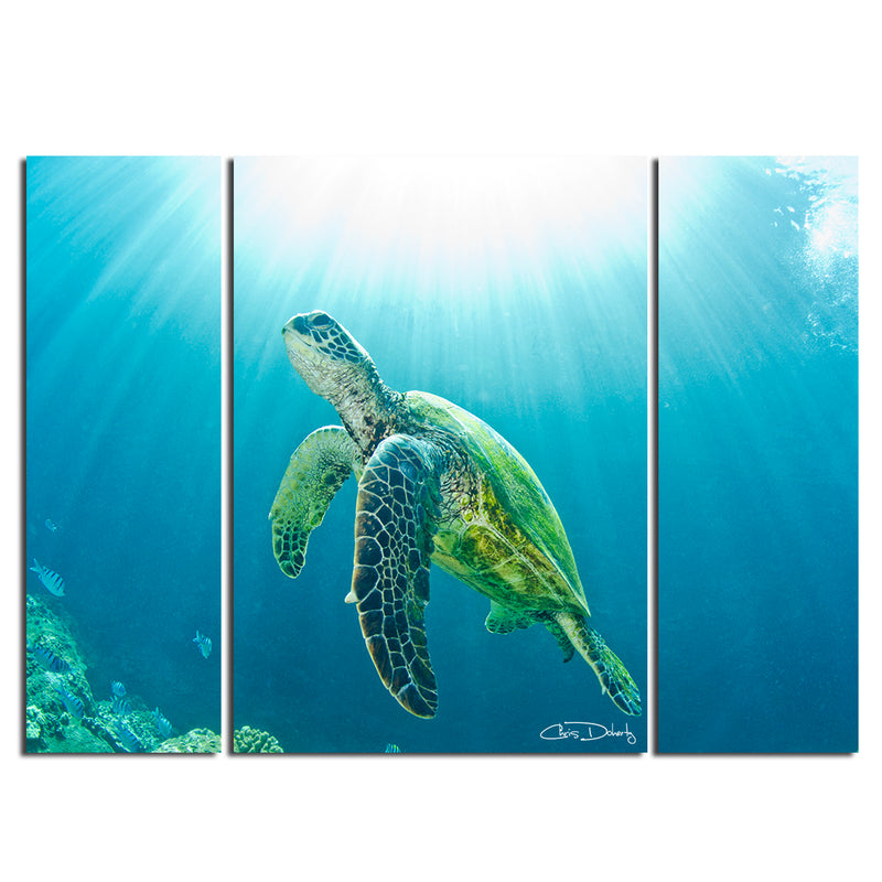 'Sea Turtle' 3-Piece Wrapped Canvas Wall Art Set