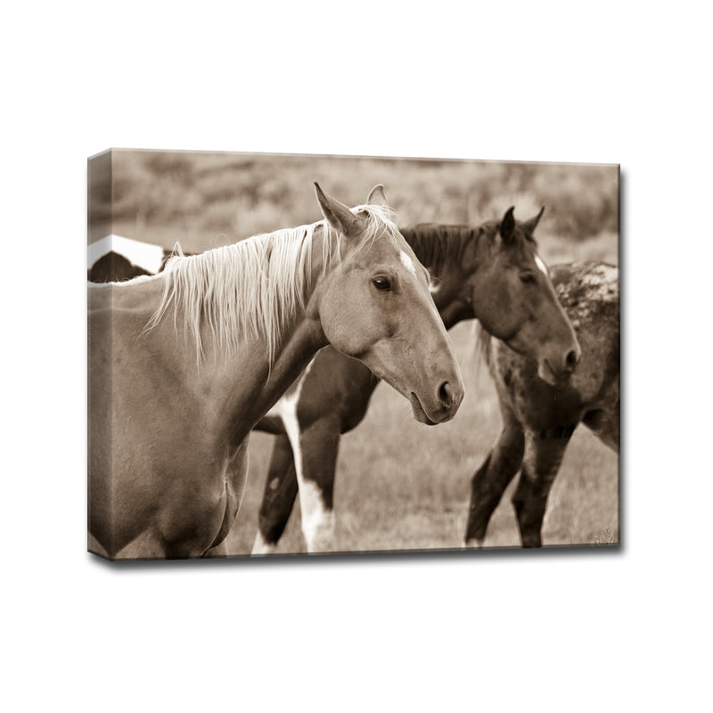 Horses' Wrapped Canvas Wall Art